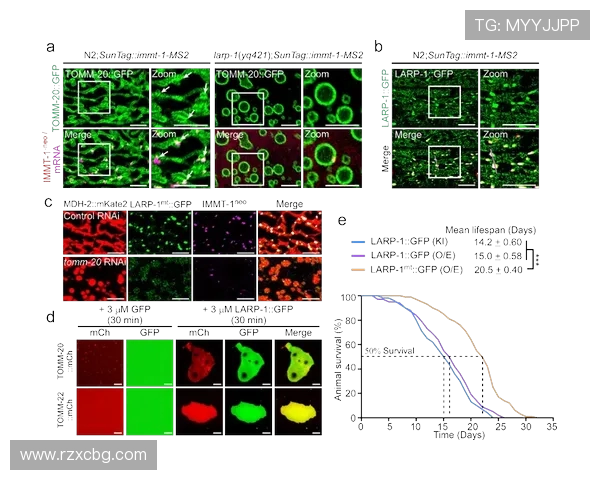 恩比与玛块夏的精彩对决揭示了游戏策略与团队协作的重要性 恩比与玛块夏的精彩对决揭示了游戏策略与团队协作的重要性
