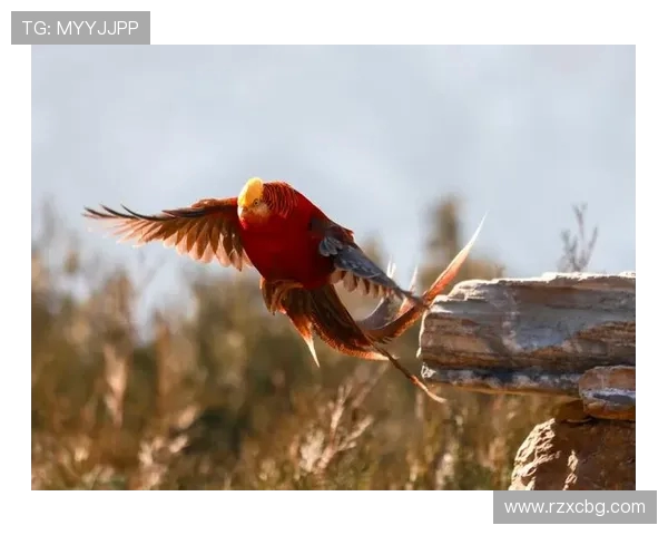 青岛与山东精彩对决完整视频回顾尽享比赛精彩瞬间与精彩解说