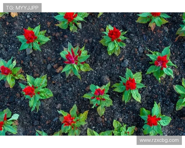 专访王丽：探寻网球界的成功秘诀与奋斗历程